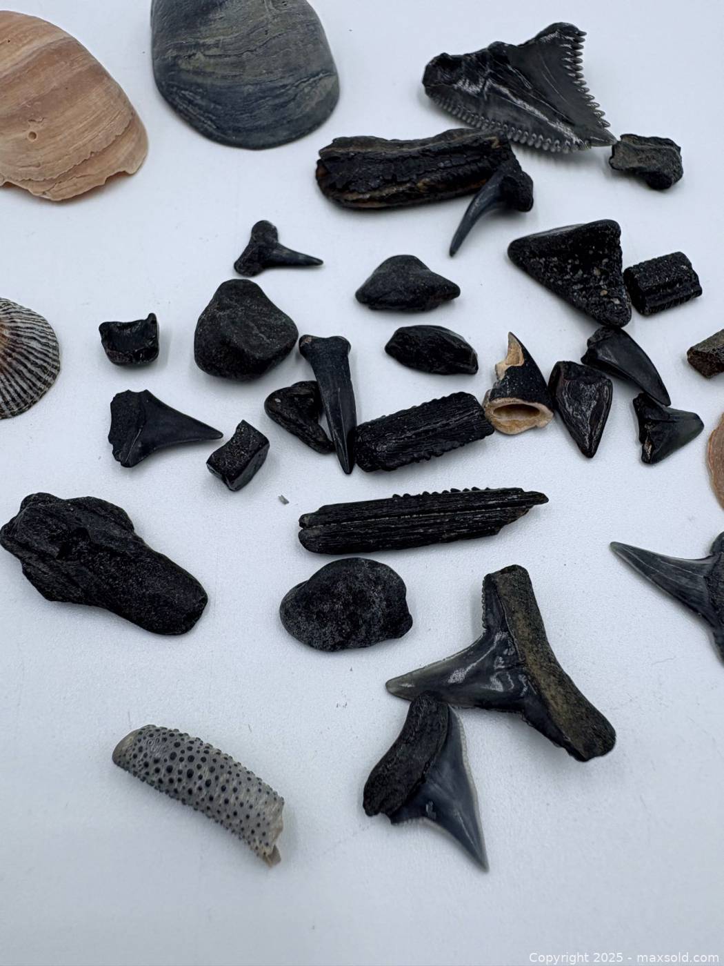 Mixed Fossil Shark Teeth And Shells | Maxsold
