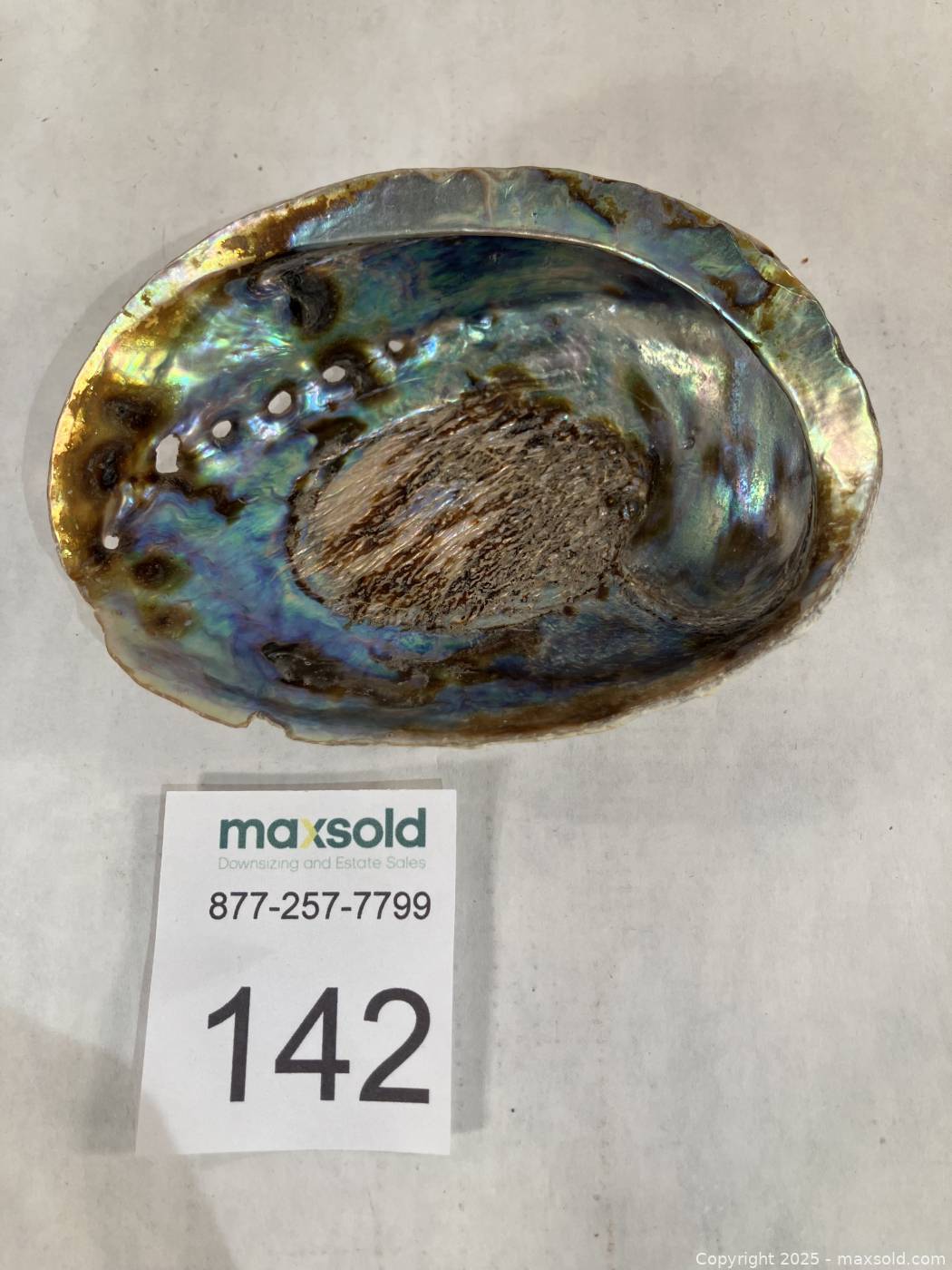 Small abalone shell 4.75 in | Maxsold