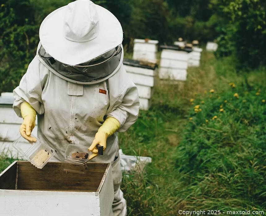 Half Hive Share Certificate | Maxsold