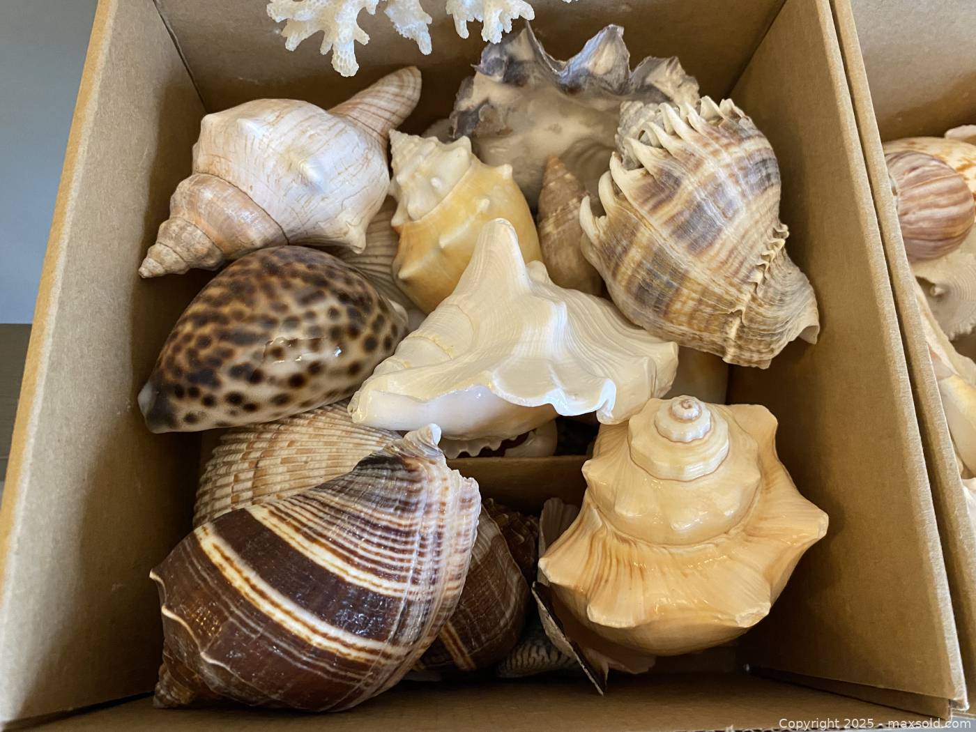 Mixed Sea Shells Over 20 Pieces with Decorative Coral Branch | Maxsold
